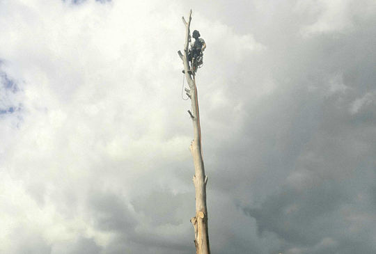 Hazardous Tree Removal in Hurstbridge