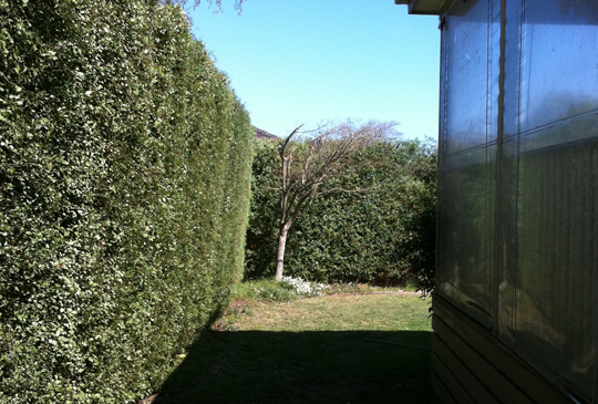 Hedge Maintenance in Hurstbridge