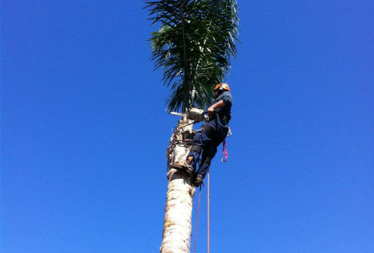 Palm Tree Pruning in Hurstbridge