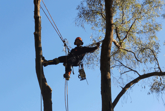 Tree Removals and Trimming in Hurstbridge